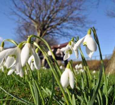 Spring Flowering Bulbs