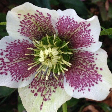 Plant of the month Hellebore