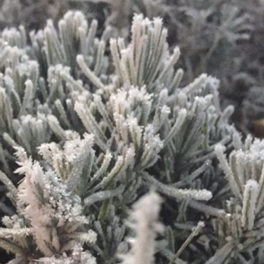 Lavender in frost