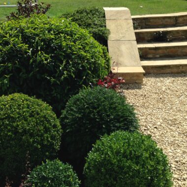 Garden design with entrance to garden steps and topiary
