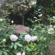 Roses in Small Courtyard Garden