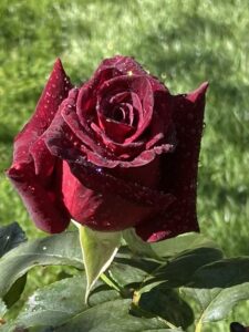 Red Rose 