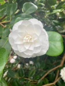Image of white flowering Camellia Shrub
