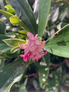 Daphne Aumarginata