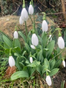 Snowdrops Spring Gardens